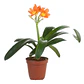 Clivia Naranja Planta Flor Ornamental - Miniatura 2