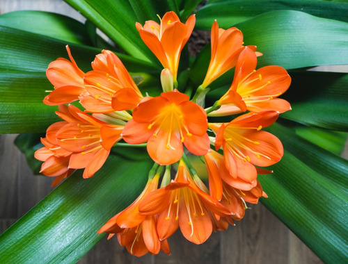 Clivia Naranja Planta Flor Ornamental 3