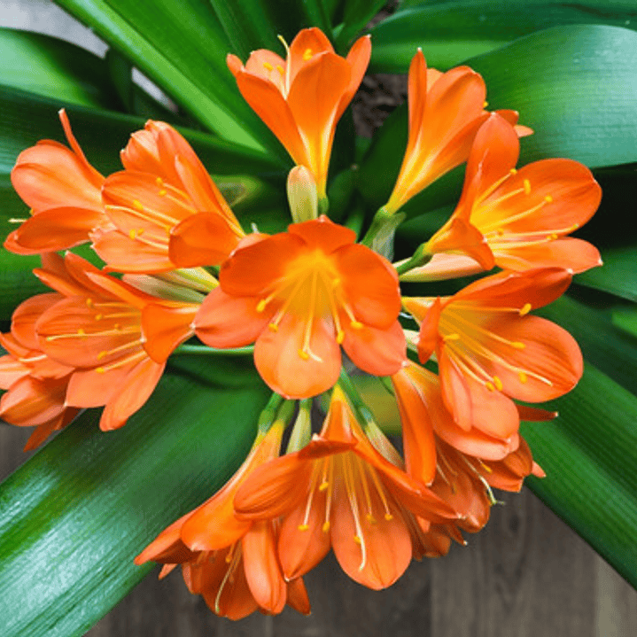 Clivia Naranja Planta Flor Ornamental 3