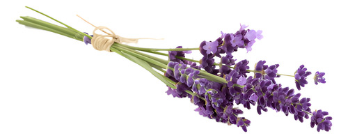 Lavanda Francesa Pequeña Planta Flor Ornamental Aromática 1