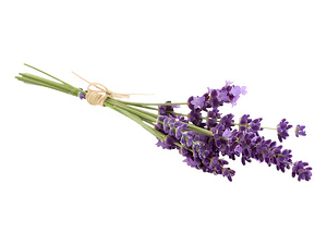 Lavanda Francesa Pequeña Planta Flor Ornamental Aromática