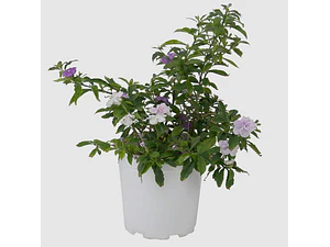 Diamelo Pequeño Arbusto Ornamental Perfumado