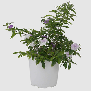 Diamelo Pequeño Arbusto Ornamental Perfumado