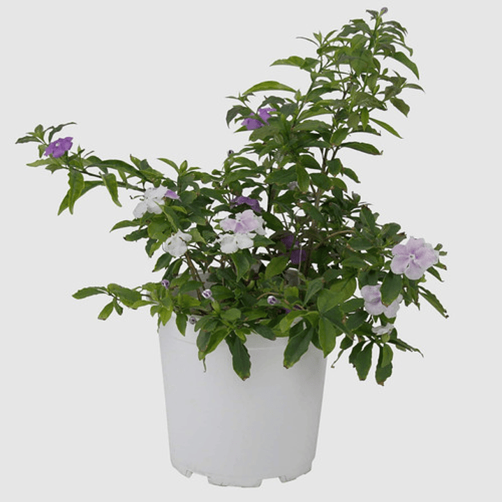 Diamelo Pequeño Arbusto Ornamental Perfumado 1