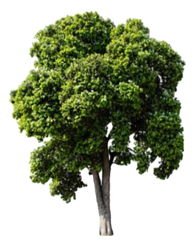 Molle Árbol Nativo Ornamental Schinus Latifolius 1