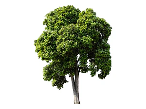 Molle Árbol Nativo Ornamental Schinus Latifolius