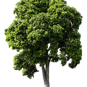 Molle Árbol Nativo Ornamental Schinus Latifolius