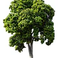 Molle Árbol Nativo Ornamental Schinus Latifolius - Miniatura 1
