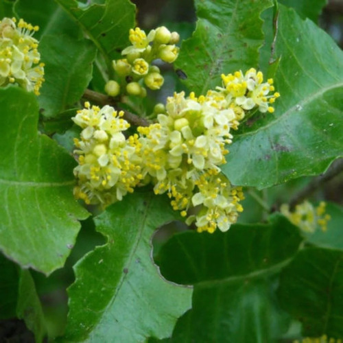 Molle Árbol Nativo Ornamental Schinus Latifolius 2