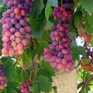 Parra De Uva Roja Flame Árbol Frutal Injertado