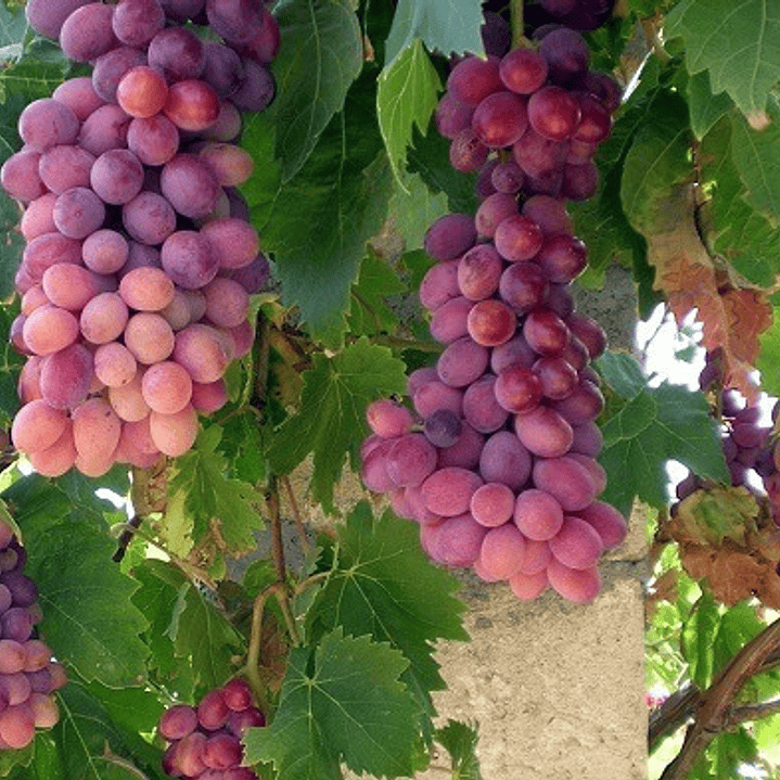 Parra De Uva Roja Flame Árbol Frutal Injertado 1