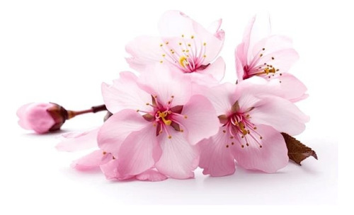 Sakura Cerezo En Flor 2,5 Mts Árbol Japones Ornamental 1