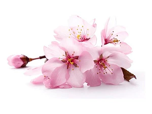 Sakura Cerezo En Flor 2,5 Mts Árbol Japones Ornamental