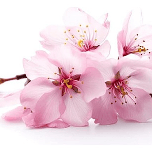 Sakura Cerezo En Flor 2,5 Mts Árbol Japones Ornamental