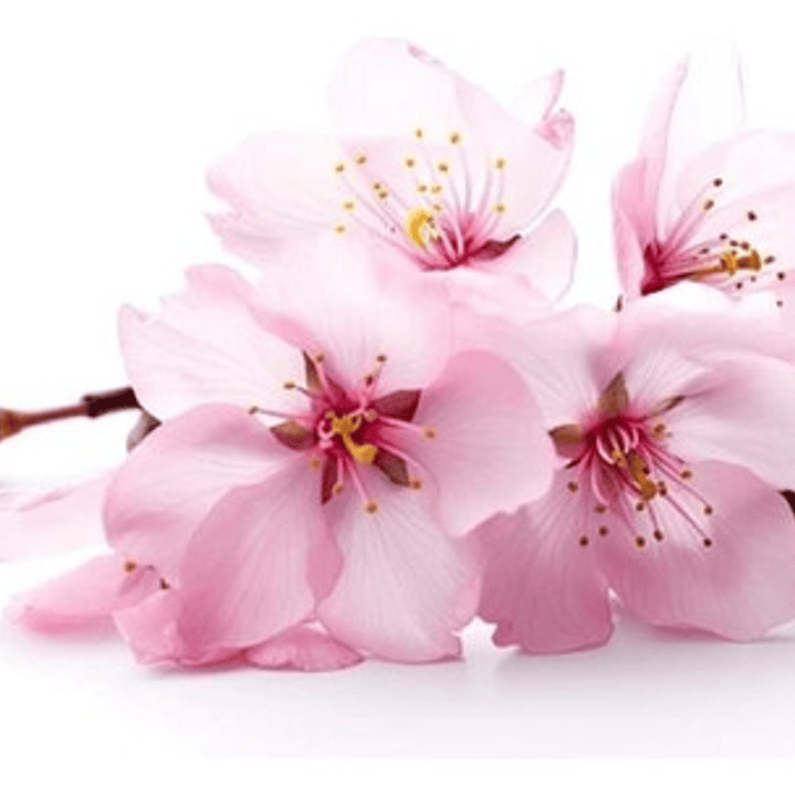 Sakura Cerezo En Flor 2,5 Mts Árbol Japones Ornamental 1