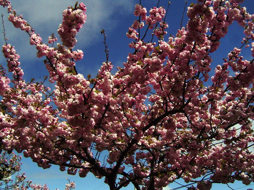 Sakura Cerezo En Flor 2,5 Mts Árbol Japones Ornamental 2