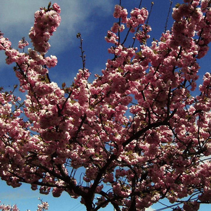 Sakura Cerezo En Flor 2,5 Mts Árbol Japones Ornamental 2