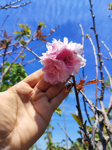 Sakura Cerezo En Flor 2,5 Mts Árbol Japones Ornamental 3
