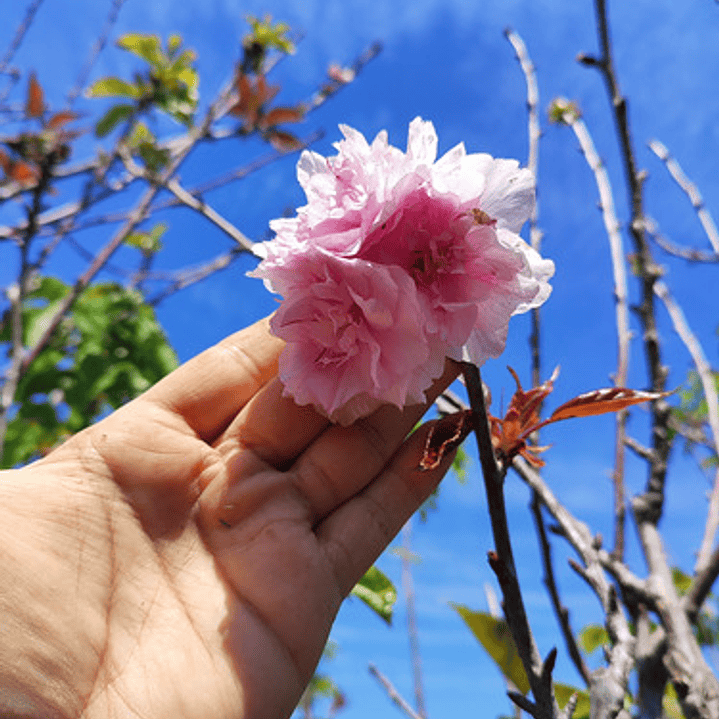 Sakura Cerezo En Flor 2,5 Mts Árbol Japones Ornamental 3