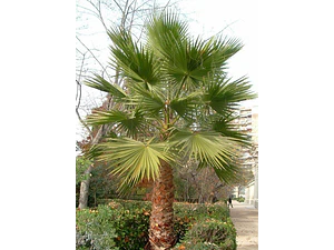 Palmera Washingtonia L Árbol Ornamental 1,5 Mts Grande 