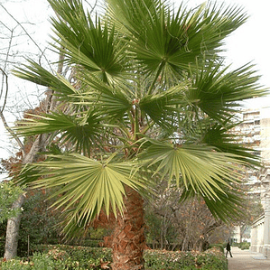 Palmera Washingtonia L Árbol Ornamental 1,5 Mts Grande 