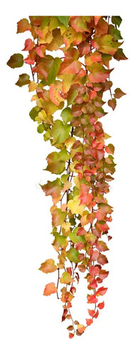 Ampelopsis Planta Trepadora Ornamental 1