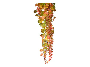 Ampelopsis Planta Trepadora Ornamental