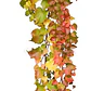 Ampelopsis Planta Trepadora Ornamental - Miniatura 1