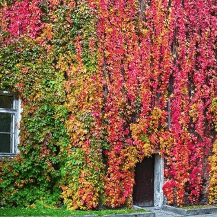 Ampelopsis Planta Trepadora Ornamental 3