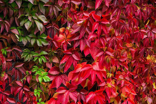 Ampelopsis Planta Trepadora Ornamental 4