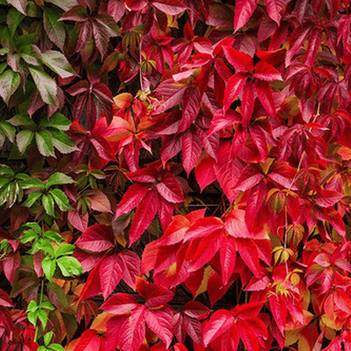 Ampelopsis Planta Trepadora Ornamental 4