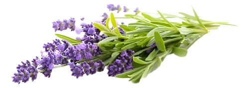 Pack De 10 Lavanda Goodwin Creek Planta Ornamental 1