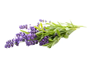 Pack De 10 Lavanda Goodwin Creek Planta Ornamental