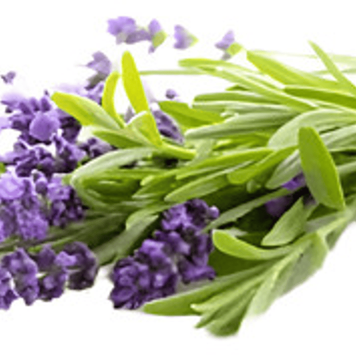 Pack De 10 Lavanda Goodwin Creek Planta Ornamental 1