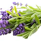 Pack De 10 Lavanda Goodwin Creek Planta Ornamental - Miniatura 1