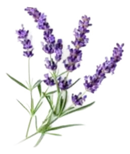 Pack De 10 Lavanda Goodwin Creek Planta Ornamental 2