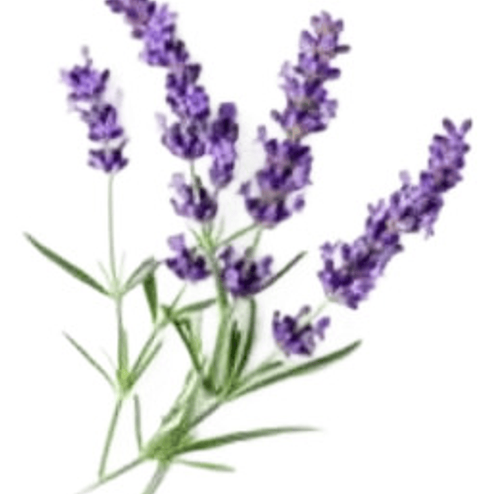Pack De 10 Lavanda Goodwin Creek Planta Ornamental 2