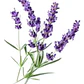 Pack De 10 Lavanda Goodwin Creek Planta Ornamental - Miniatura 2
