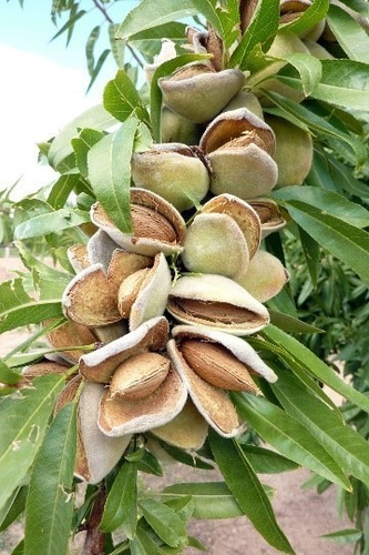 Almendro Non Pareil Frutal Injertado 1