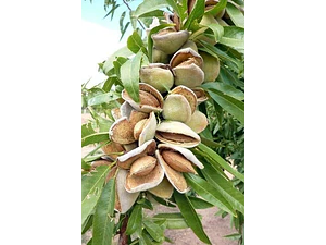Almendro Non Pareil Frutal Injertado