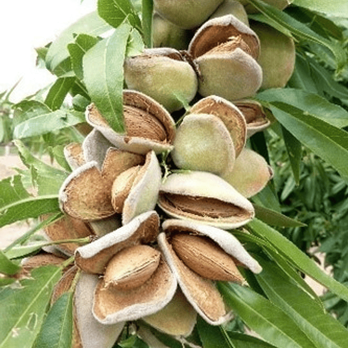 Almendro Non Pareil Frutal Injertado 1