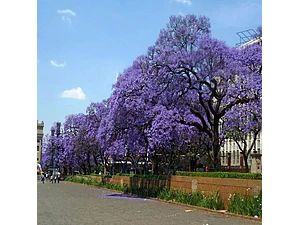 Paulownia Kiri Árbol Mediano Ornamental