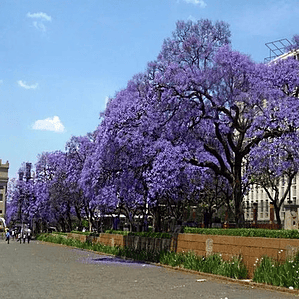 Paulownia Kiri Árbol Mediano Ornamental