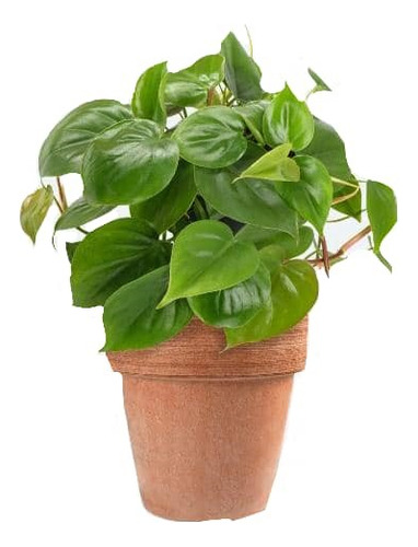 Philodendro Cordatum Filodendro Planta Interior Colgante  1