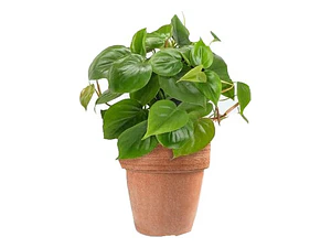 Philodendro Cordatum Filodendro Planta Interior Colgante 