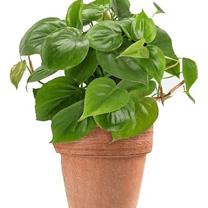 Philodendro Cordatum Filodendro Planta Interior Colgante 