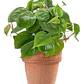 Philodendro Cordatum Filodendro Planta Interior Colgante  - Miniatura 1