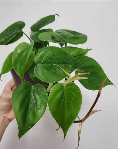 Philodendro Cordatum Filodendro Planta Interior Colgante  2
