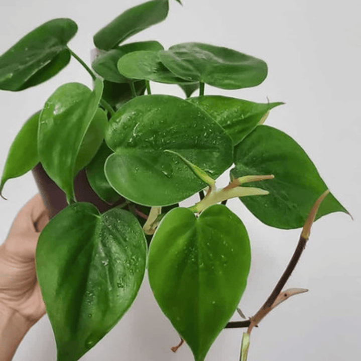 Philodendro Cordatum Filodendro Planta Interior Colgante  2