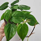 Philodendro Cordatum Filodendro Planta Interior Colgante  - Miniatura 2
